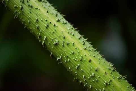 Stem detail, mammoth leaf (Gunnera manicata) or giant rhubarb, Inverewe Gardens, Poolewe, Loch Ewe,