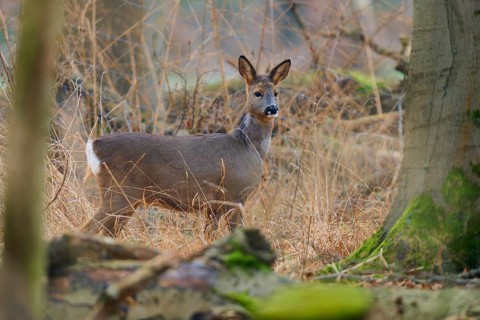 Roe deer (Capreolus capreolus), standing in the forest between trees, winter coat, Germany