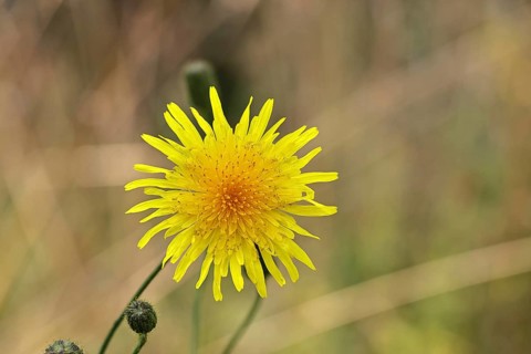 Wiesenpippau (Crepis biennis), yellow flower by the wayside on the Moselle, Cochem,