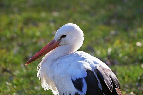 Stork sitting in a meadow under sunlight, Hitzacker, Wendland, Lower Saxony, Germany