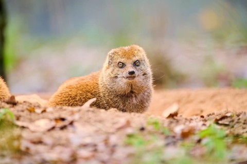 Ethiopian dwarf mongoose (Helogale hirtula) sitting on the ground, Bavaria, Germany