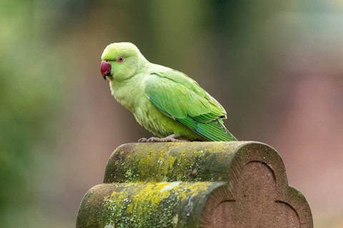 Rose-ringed parakeet (Psittacula krameri) on a gravestone, wildlife, Germany
