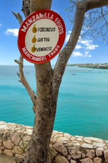 Warning sign Sign warning against consumption of deadly poisonous fruits Beach apple of manchinel