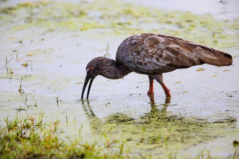 Plumbeous ibis (Harpiprion caerulescens) Pantanal Brazil