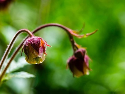 Brooklime (Geum rivale), Bischofswiesen, Berchtesgadener Land, Bavaria, Germany