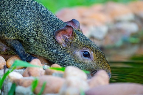 Azara's agouti (Dasyprocta azarae) Pantanal Brazil