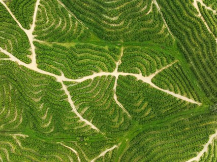 Cultivated orange trees (Citrus sinensis) and network of agricultural roads. Aerial view. Drone