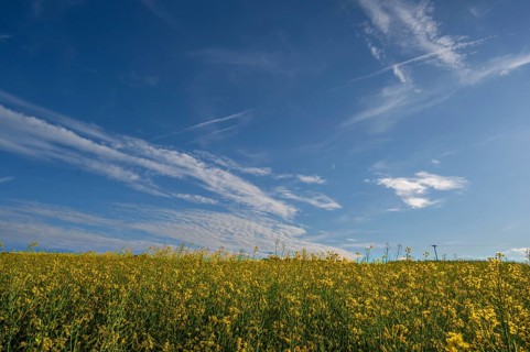 Flowering rape field, (Brassica napus) cloudy sky, Beerbach, Middle Franconia, Bavaria, Germany