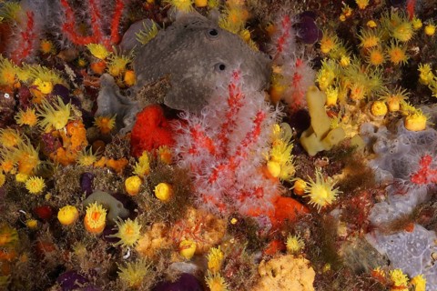 Red and white coral (Corallium rubrum) surrounded by colourful underwater life. Dive site Marine