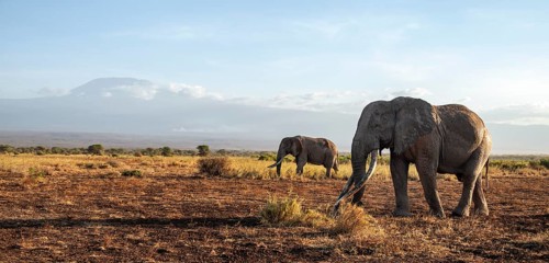 Two African elephants (Loxodonta africana) in a picturesque landscape with the summit of Mount