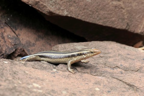 Rainbow skink (Trachylepis margaritifera), adult, female, at the den, foraging, Kruger, Kruger
