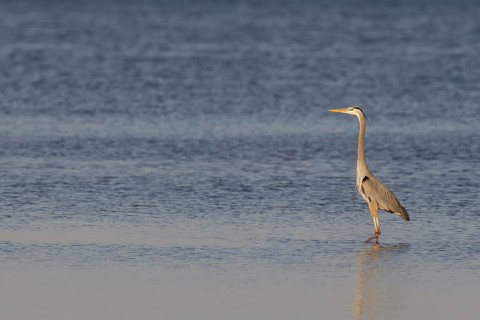 Great Blue Heron (Ardea herodias), Florida, USA