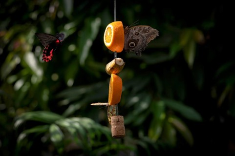 Spotted butterfly (Nymphalinae) and banana butterfly (Caligo eurilochus), sitting on a piece of