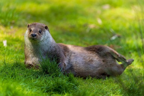 An otter lying relaxed in the grass, surrounded by green foliage, European otter (Lutra lutra),