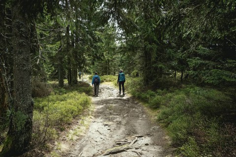 Path from Gentiana bavarica to the Kleiner Arber, Bavarian Forest, Bavaria, Germany