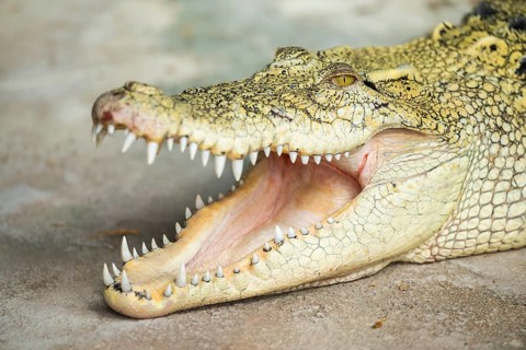 Saltwater crocodile (Crocodylus porosus) swimming lying on the groung with its mouth open, captive