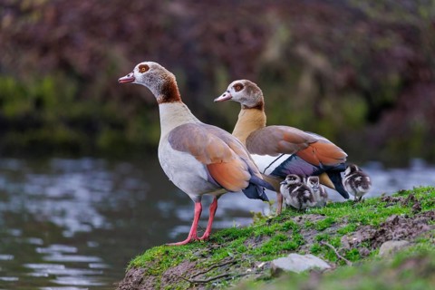 Egyptian geese (Alopochen aegyptiaca) with chicks, Germany