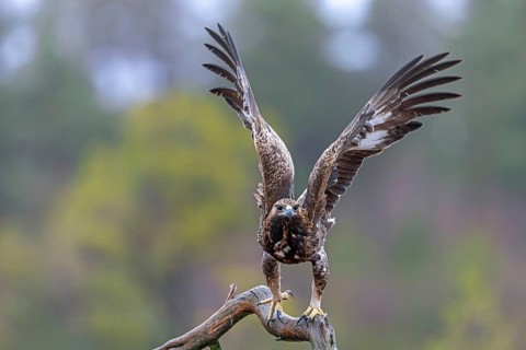 European golden eagle (Aquila chrysaetos chrysaetos) immature taking off from branch in moorland,