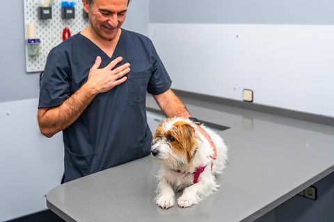Veterinarian gently comforting a small dog lying on the examination table in a modern veterinary