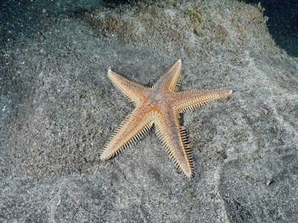 Orange Astropecten aranciacus (Astropecten aranciacus) lying on grey sand in the sea, Playa dive