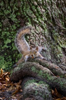 American grey squirrel (Sciurus carolinensis), lying on a tree root in a green and natural