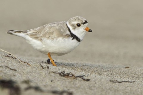Piping Plover (Charadrius melodus), Newfoundland, Canada