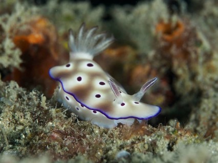 Nudibranch with purple coloured spots and white body, magnificent star snail (Hypselodoris tryoni),