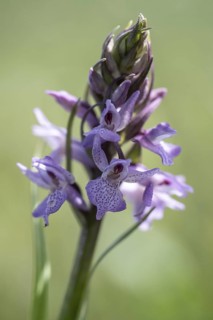 Southern marsh orchid (Dactylorhiza praetermissa), Emsland, Lower Saxony, Germany