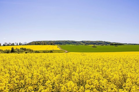 View of a blooming rapeseed field in a rural summer landscape with Ålleberg, a plateau mountain