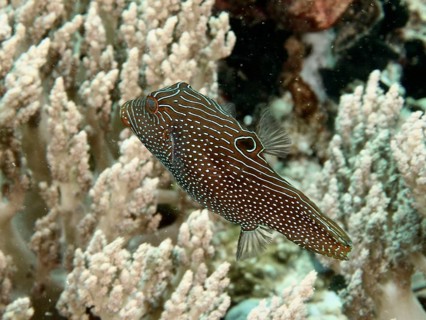 A striped and spotted fish, eyespot pufferfish (Canthigaster solandri), swimming near soft corals,