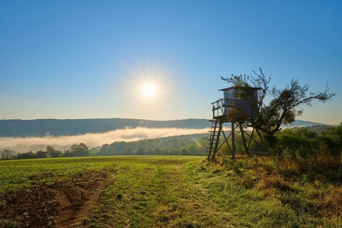 Sunny morning over a meadow with trees and hunting pulpit, fog, quiet and peaceful atmosphere,