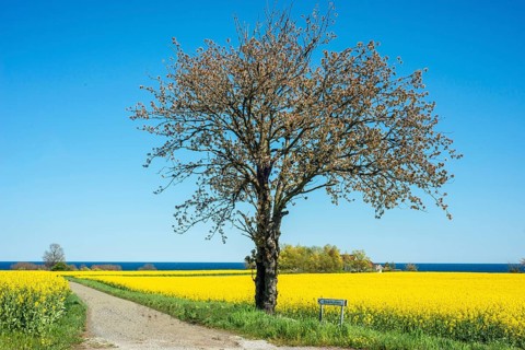 Tree at small country road through blooming rapeseed fields and with the Baltic Sea behind at
