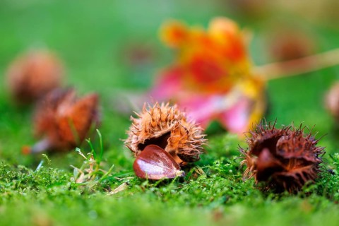 Beech nuts Fruits of the copper beech (Fagus sylvatica), Germany