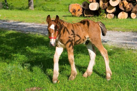 A curious foal with a red halter stands on a green pasture in front of a pile of wood, foal, Nucet,