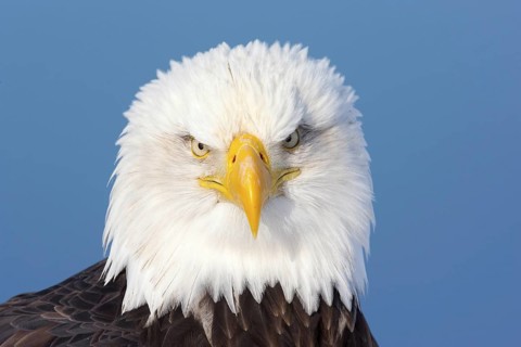 Bald Eagle Haliaeetus leucocephalus Homer, ALASKA, United States 25 February Adult Accipitridae