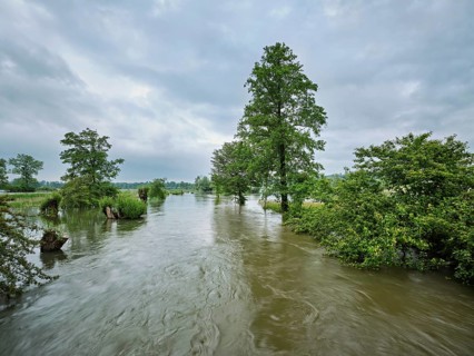 Trees standing in the flooded river Lorze, floodplain landscape, Reussspitz nature reserve,