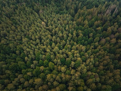 Extensive treetop landscape, photographed from the air, Unterhaugstett, Black Forest, Calw