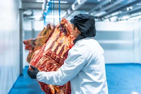 Woman placing pieces of meat in a cold room in a meat processing factory