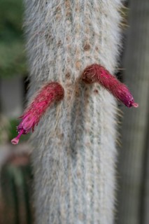 Blossoms of the silver candle cactus (Cleistocactus strausii), Botanical Garden, Erlangen, Middle