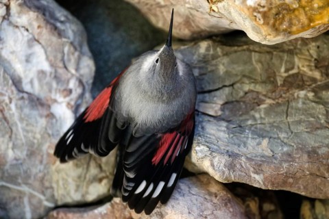 Wallcreeper (Tichodroma muraria), on a rock wall, captive, Alpenzoo Innsbruck, Tyrol, Austria