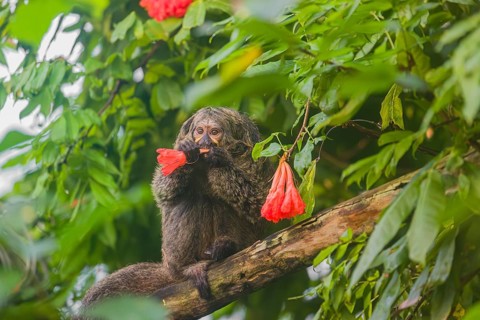A female white-faced saki (Pithecia pithecia) sits in a Rose of Venezuela (Brownea grandiceps)
