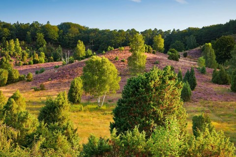 Trees and flowering heath at Totengrund in Lüneburg Heath nature park Park, Lower Saxony, Germany