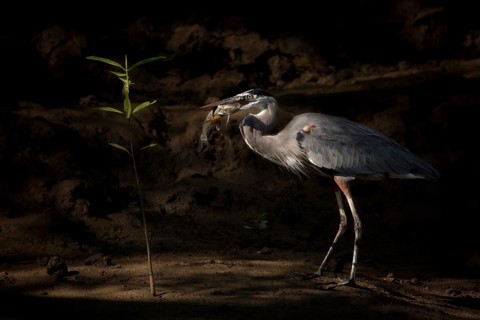 A Great Blue Heron devours a catfish as sun streams through a mangrove forest on the Pacific Coast