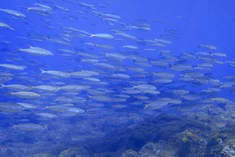 A school of boops boops swimming in the blue water of the ocean, dive site Las Rosas, Las Galletas,