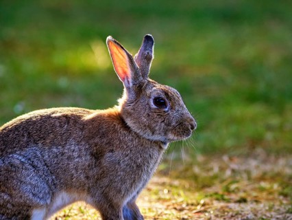 European rabbit (Oryctolagus cuniculus) in a meadow, St Mary's, Isles of Scilly, Cornwall, England,