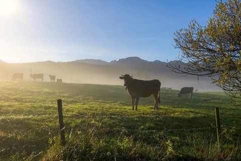 Pasture with cows and fog, sunny morning against a mountain backdrop, peaceful atmosphere, near