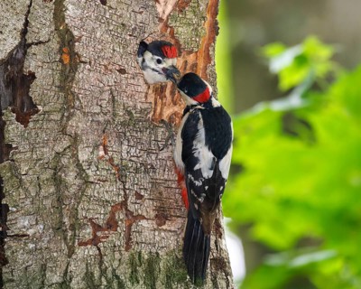 Great spotted woodpecker feeding young bird (Dendrocopos major), Germany