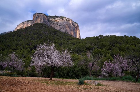 Almond blossom, almond trees, plantation, Tramuntana mountains behind, Serra de Tramuntana, Alaró,