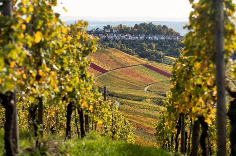 View of Luginsland estate, vineyard, vines, grapevines, wine growing, autumn colours, autumn,