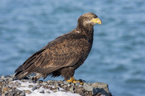 Bald Eagle Haliaeetus leucocephalus Homer, ALASKA, United States 25 February 1.5 year old bird